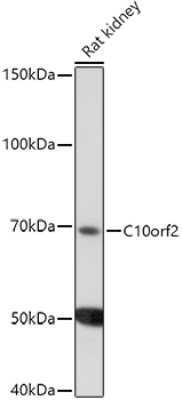 Western Blot: PEO1 AntibodyAzide and BSA Free [NBP2-93513]